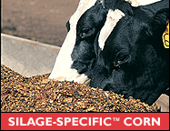 Silage Corn