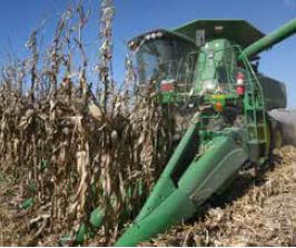 Harvest corn at optimum moisture levels to avoid dry matter loss.