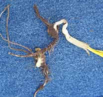 Deformed growth of the mesocotyl, a corkscrewing appearance or visibly damaged areas on the coleoptiles are symptoms of an injured seed.