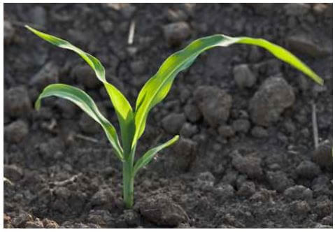 Healthy young plants like the seedling shown above are essential to help the crop reach its full yield potential.