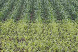 Nitrogen-deficient corn is viably lighter than healthy corn seedlings.
