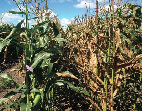 Dark green to black “freckles” within oblong lesions are signs of Goss’s wilt.