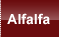 Alfalfa