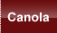 Canola