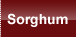 Sorghum