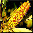 Corn Image
