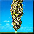 Sorghum Image