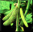 Soybean Image