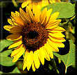Sunflower Image